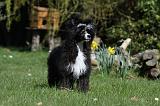 CHIEN NU CHINOIS 044